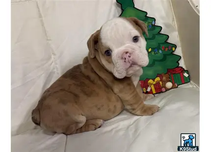 a english bulldog dog lying on a bed