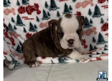 a english bulldog dog lying on a bed