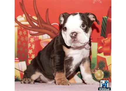 a english bulldog dog sitting on a couch