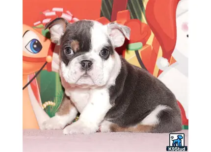 a english bulldog dog sitting on a couch