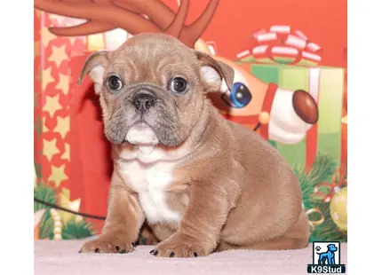 a small english bulldog dog sitting