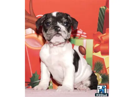 a english bulldog dog sitting on a couch
