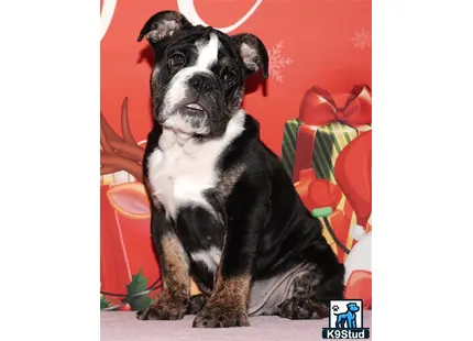 Error: Operation returned an invalid status code 429<br/>Stack Trace:    at Microsoft.Azure.CognitiveServices.Vision.ComputerVision.ComputerVisionClient.<DescribeImageInStreamWithHttpMessagesAsync>d__41.MoveNext()
--- End of stack trace from previous location where exception was thrown ---
   at System.Runtime.ExceptionServices.ExceptionDispatchInfo.Throw()
   at System.Runtime.CompilerServices.TaskAwaiter.HandleNonSuccessAndDebugger