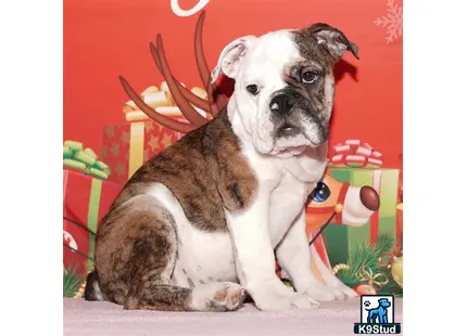English Bulldog