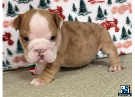a english bulldog puppy lying on a bed