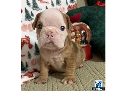 a english bulldog dog wearing a hat