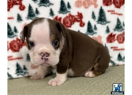 a english bulldog puppy sitting on a carpet