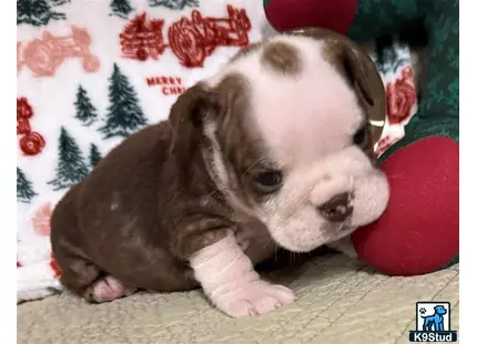 a english bulldog puppy lying on a blanket