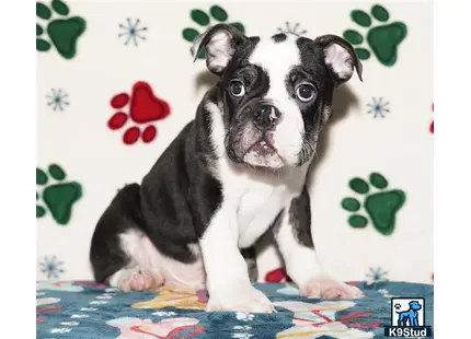 a small english bulldog dog sitting on a bed