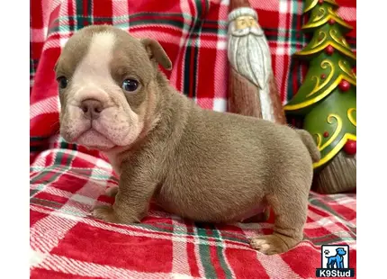 a english bulldog dog with a christmas tree on its head