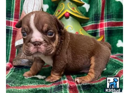 a english bulldog dog wearing a garment