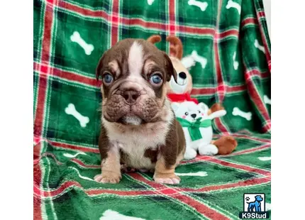 a english bulldog dog with stuffed animals