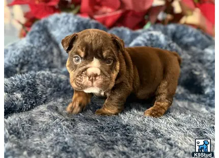 a small brown english bulldog dog