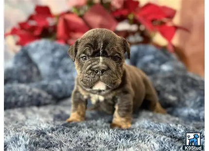 a small animal on a rock