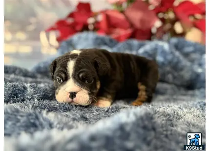 a english bulldog dog lying on a blanket