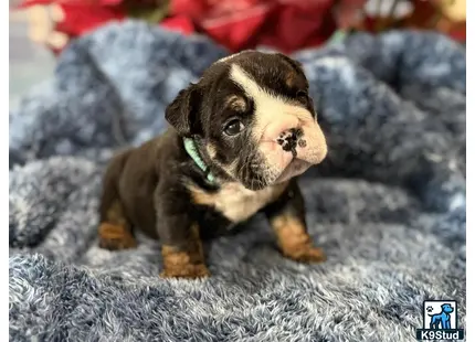 a small english bulldog puppy on a blanket