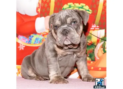 a english bulldog dog sitting on the floor