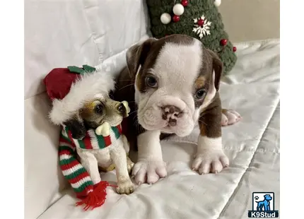 a english bulldog dog and a cat wearing holiday hats