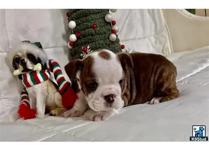 two english bulldog dogs wearing sweaters