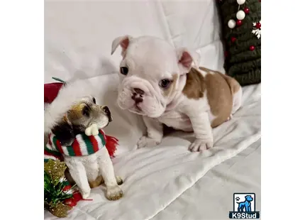 a couple of english bulldog dogs