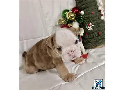 a english bulldog dog lying on a couch