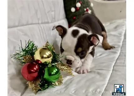 a english bulldog dog lying on a couch with a christmas tree and a small tree