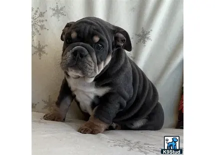 a english bulldog dog sitting on a bed