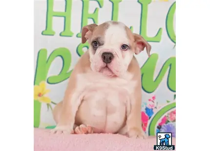 a english bulldog dog sitting on a blanket