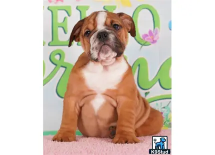 a english bulldog dog sitting on a pink surface