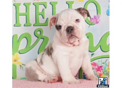 a english bulldog dog sitting on a carpet