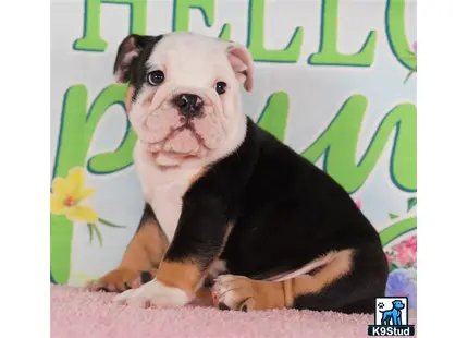 a small english bulldog dog with a sad face