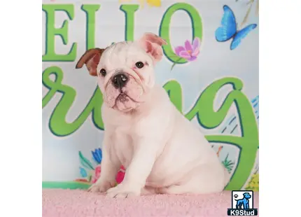 a small english bulldog dog sitting on a pink surface with a green and white background
