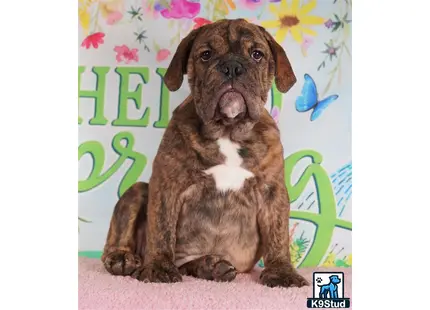a english bulldog dog sitting on a carpet