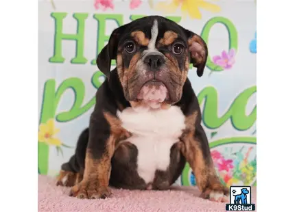 a english bulldog dog sitting on the ground