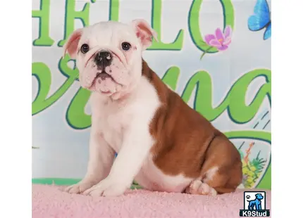 a english bulldog dog sitting on the ground