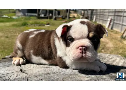 a english bulldog dog lying on a wood surface