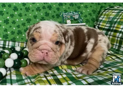 English Bulldog puppy for sale