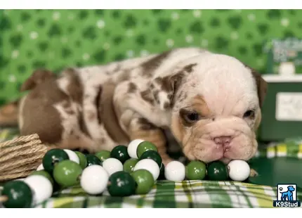 English Bulldog puppy for sale