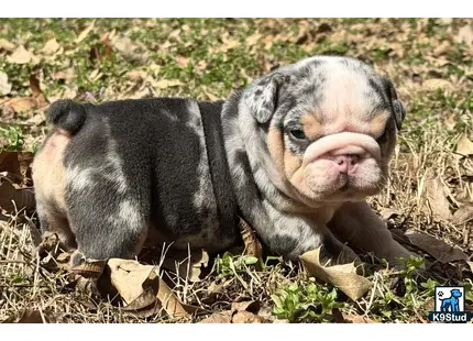 English Bulldog puppy for sale