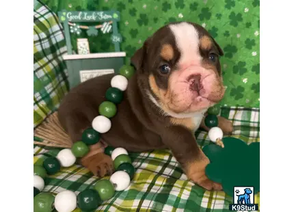 a english bulldog dog lying on a bed