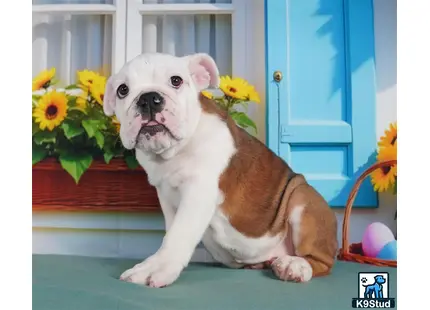 a english bulldog dog sitting on a table