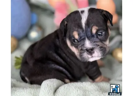 a small black and white english bulldog puppy