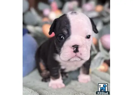 a small english bulldog puppy on a persons lap