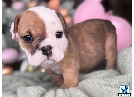 a english bulldog puppy in a blanket