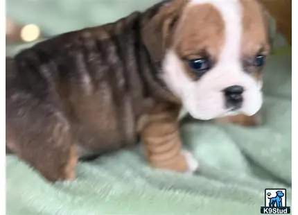 a english bulldog puppy on a bed