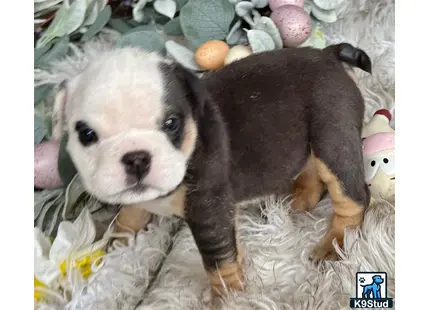 a english bulldog dog lying on a blanket