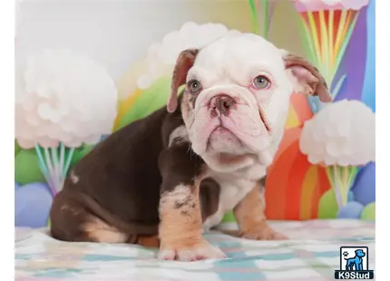 a english bulldog dog with a painted face