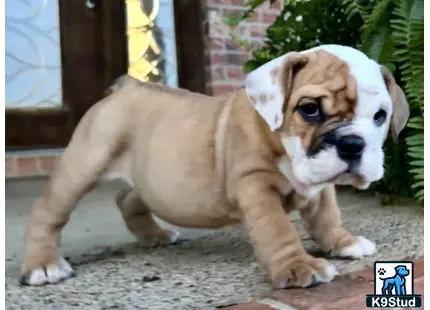 a english bulldog dog wearing a scarf