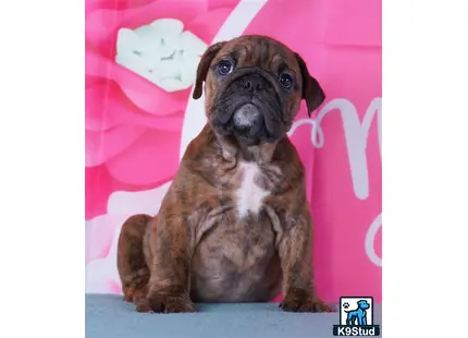 a english bulldog dog sitting on a couch