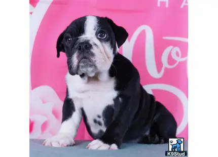 a english bulldog dog sitting on a couch